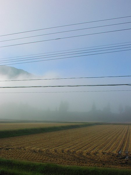 今日も寒い朝・・・霧が晴れてきました - 魚沼産コシヒカリの田んぼ＠新潟県南魚沼市
