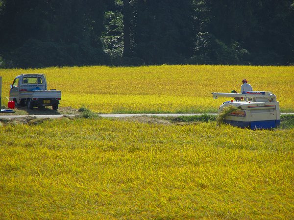 今日は農作業日和・・・コンバインが何台も稲刈り作業を行っています - 魚沼産コシヒカリの田んぼ＠新潟県南  魚沼市
