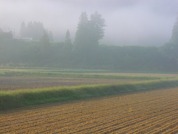 田んぼを覆っていた霧が晴れてきました - 魚沼産コシヒカリの田んぼ＠新潟県南魚沼市