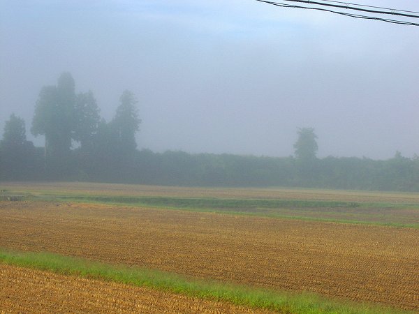 田んぼを覆っていた霧が晴れてきました - 魚沼産コシヒカリの田んぼ＠新潟県南魚沼市