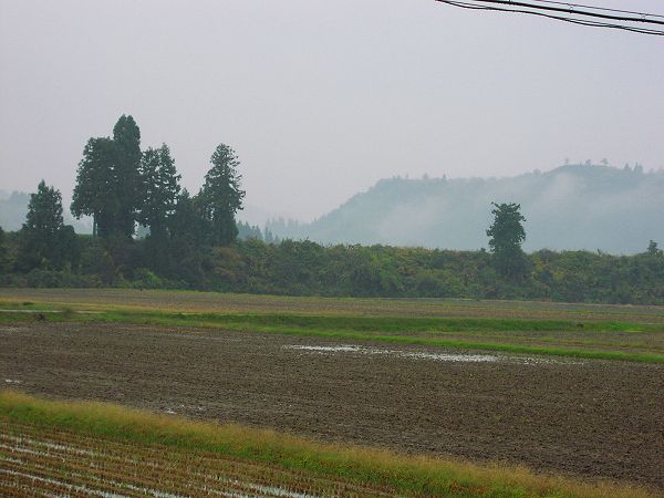 今朝は冷たい雨が降っています - 魚沼産コシヒカリの田んぼ＠新潟県南魚沼市