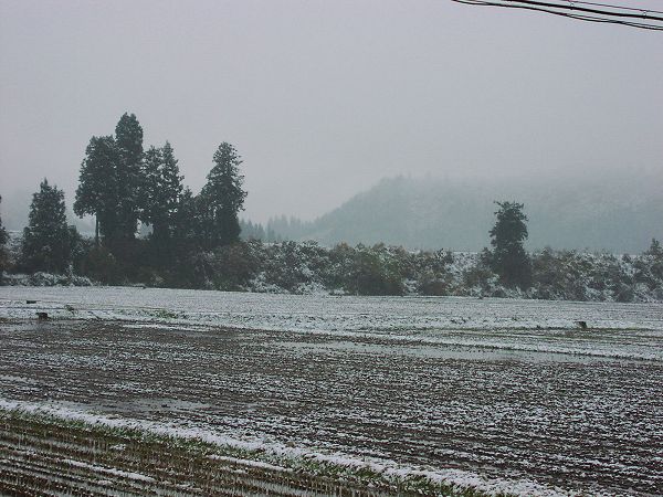 初雪から一晩明けて・・・ - 魚沼産コシヒカリの田んぼ＠新潟県南魚沼市