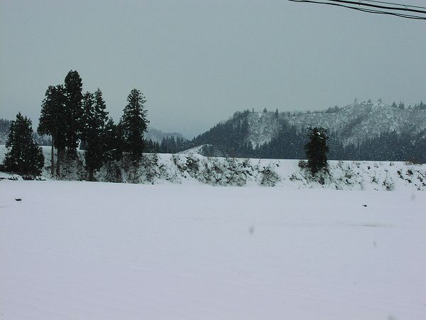田んぼはすっかり雪で覆われました