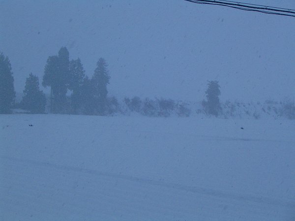 魚沼産コシヒカリの田んぼでは今朝も雪が降っています