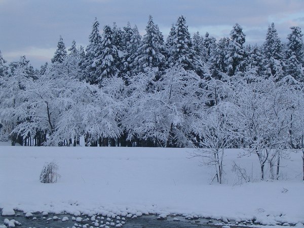 今朝の魚沼産コシヒカリの田んぼは雪が止んでいます