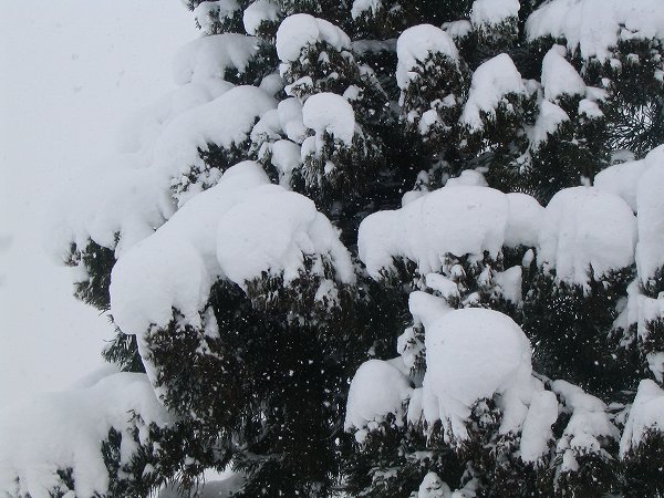 今朝も魚沼産コシヒカリの田んぼでは雪が降っています