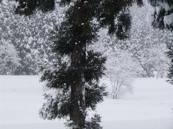 今朝も魚沼産コシヒカリの田んぼでは雪が降っています