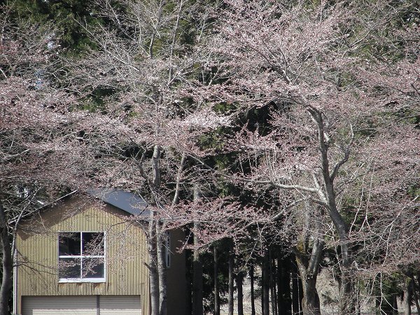 水無川の土手ではいよいよ桜が咲き始めています