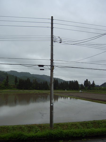 今朝の魚沼産コシヒカリの田んぼは雨降りです