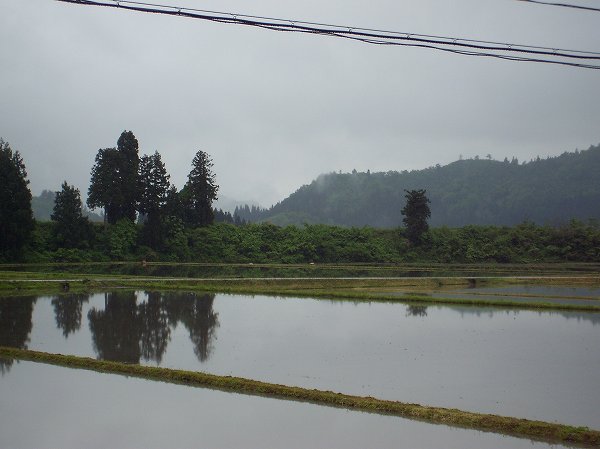 魚沼産コシヒカリの田んぼは弱い雨が降っています