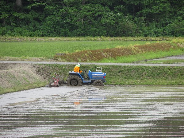 田んぼではトラクターによる代かき作業が行われています