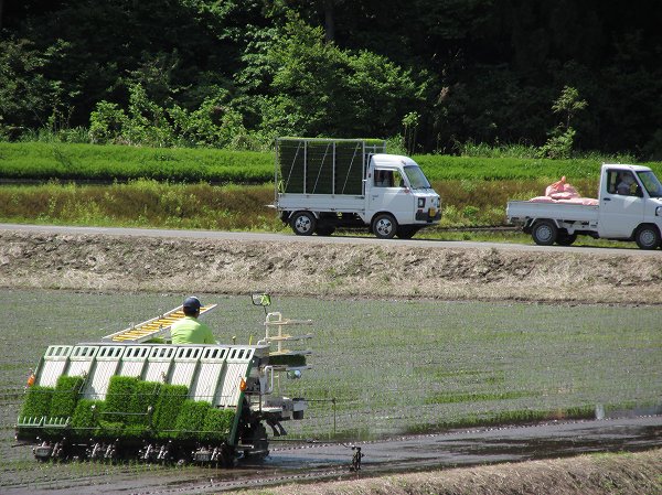魚沼産コシヒカリの田植え作業