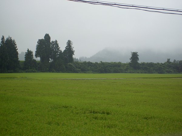 今朝もまた魚沼産コシヒカリの田んぼは雨降りです