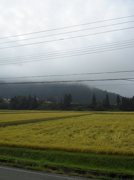 田んぼの向こうの山が霧で覆われています