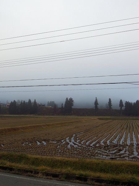 魚沼産コシヒカリの田んぼの向こうの山が霧で覆われています