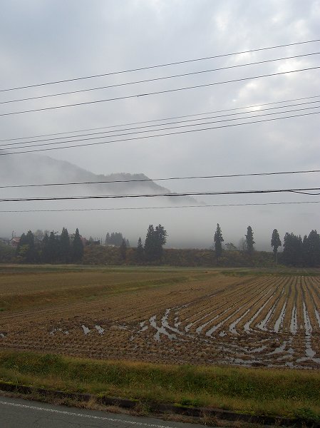 魚沼産コシヒカリの田んぼの向こうの山が霧に覆われています