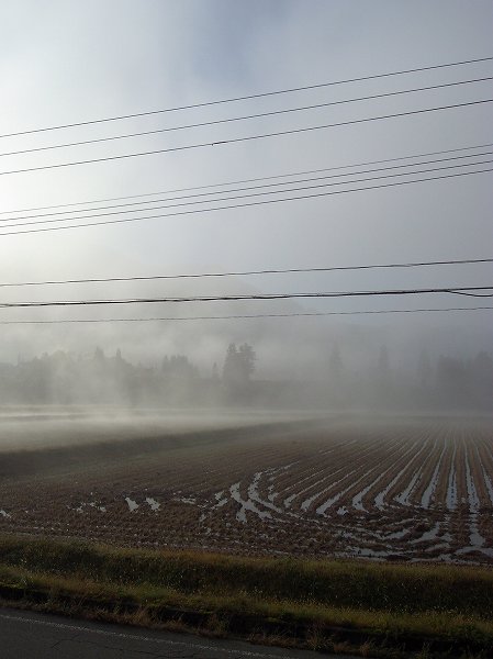 今朝の魚沼産コシヒカリの田んぼは霧に包まれています