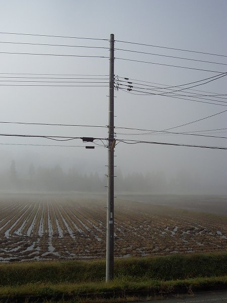 今朝の魚沼産コシヒカリの田んぼは霧に包まれています