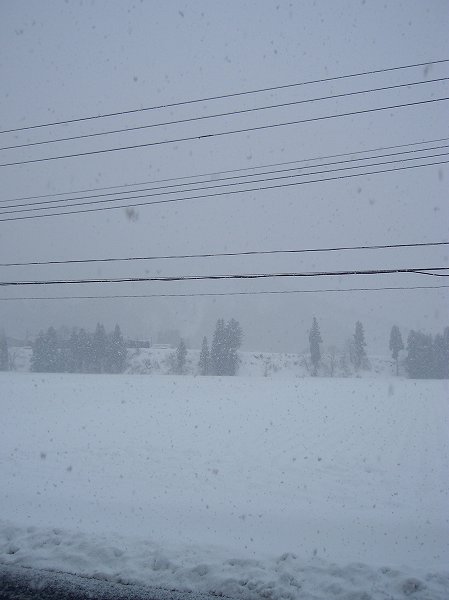 魚沼産コシヒカリの田んぼでは雪が強く降り始めました