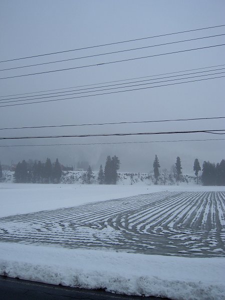 魚沼産コシヒカリの田んぼの雪がかなり消えてきました