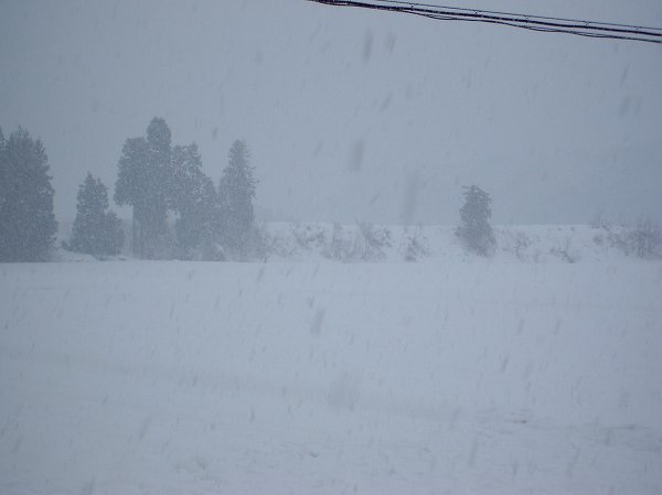 魚沼産コシヒカリの田んぼでは雪が強く降り始めました