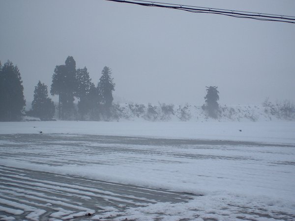 魚沼産コシヒカリの田んぼの雪がかなり消えてきました