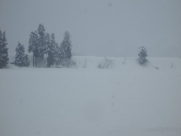 魚沼産コシヒカリの田んぼでは昨晩から30cmくらいの雪が積もりました