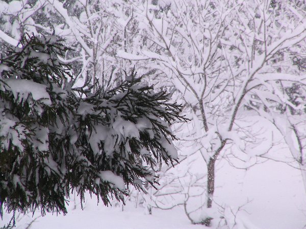 新潟県南魚沼市では昨晩から30cmくらい雪が積もりました