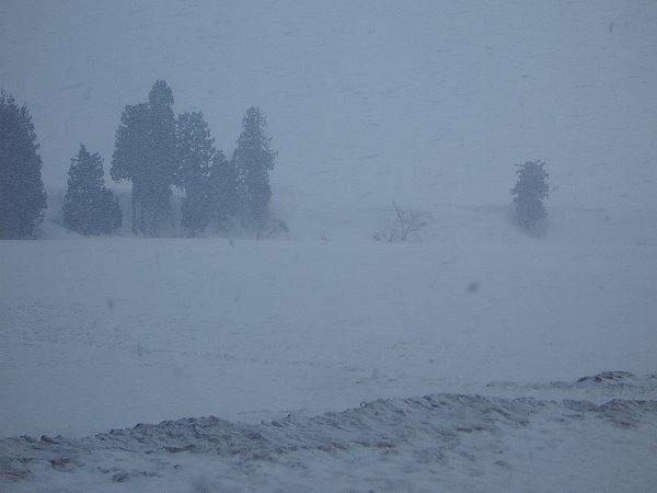 今朝の魚沼産コシヒカリの田んぼは吹雪です