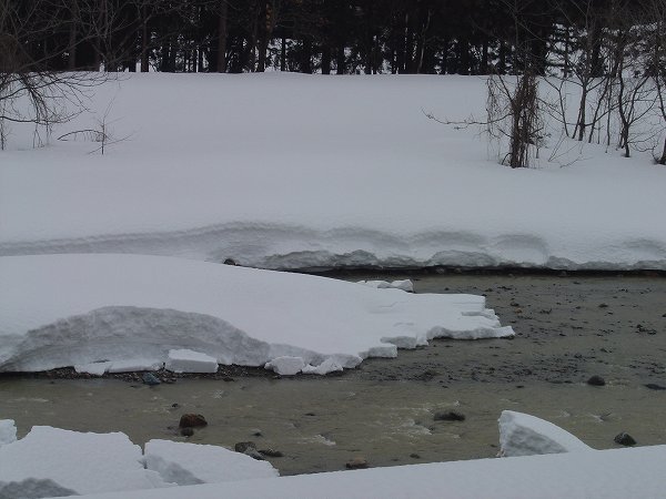 雪解けが進んだ水無川では大きく水面が開いています