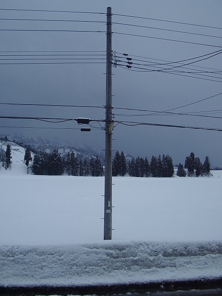 昨晩から今朝にかけて雪が20cm近く積もりました