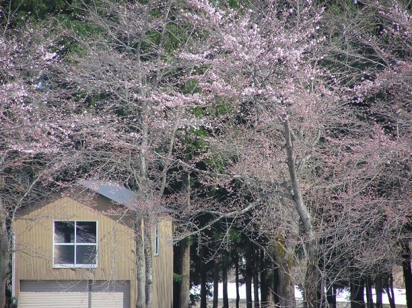 水無川の土手の桜が上の方から開花してきました