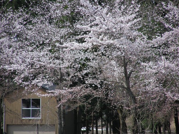 水無川の土手の桜が見頃を迎えています