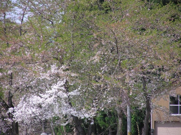 水無川の土手の桜がほぼ葉桜になりました