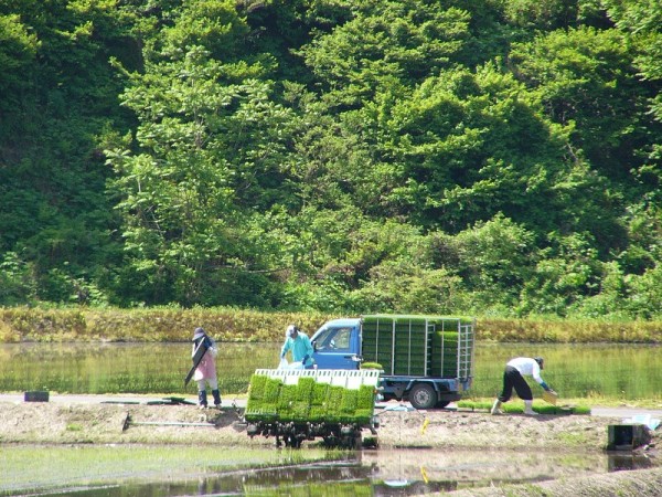 魚沼産コシヒカリの田植え作業が行われています