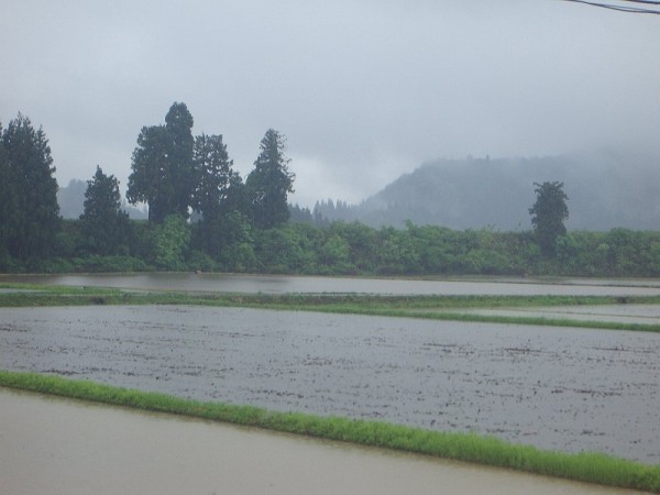 魚沼産コシヒカリの田んぼは雨降りです