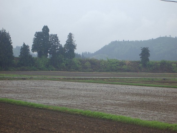 雨降りの魚沼産コシヒカリの田んぼ