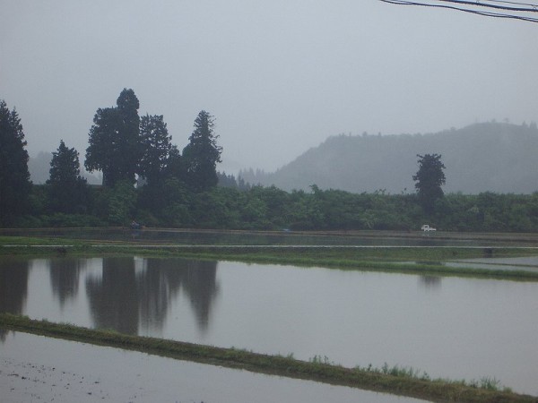 魚沼産コシヒカリの田んぼは雨降りです