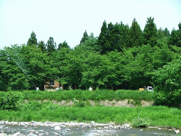 水無川の土手で桜の木のマイマイガ駆除作業