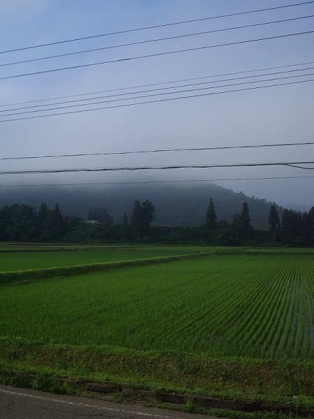 魚沼産コシヒカリの田んぼの向こうの山が霧で覆われています