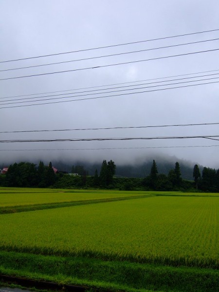 魚沼は今日も朝から雨降りです