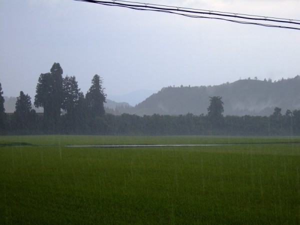 魚沼産コシヒカリの田んぼでは強い雨が降っています