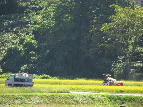 魚沼産コシヒカリの田んぼでの稲刈り作業