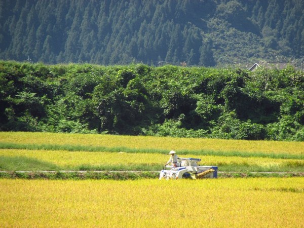 魚沼産コシヒカリの田んぼでの稲刈り作業