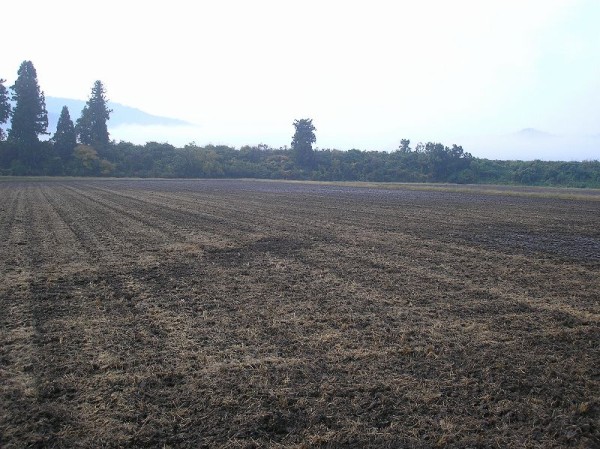 今年の秋は稲刈りの後にトラクターで耕してある田んぼが目立ちます