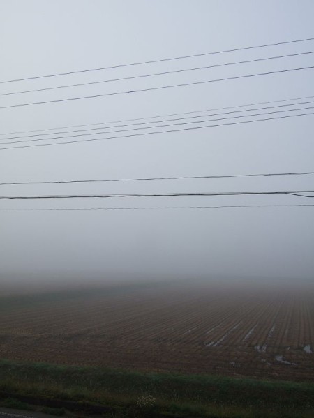 今朝は霧に覆われて視界が悪いです