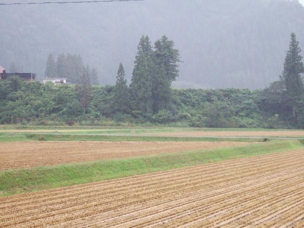 今朝の魚沼産コシヒカリの田んぼは雨降りです