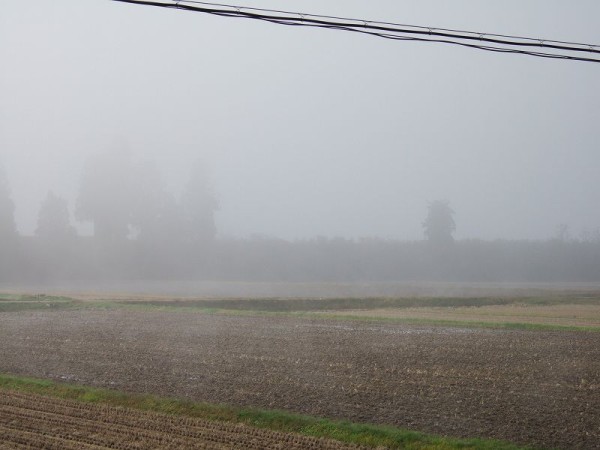 魚沼産コシヒカリの田んぼを覆っていた霧が晴れてきました
