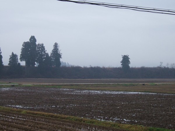 今朝の魚沼産コシヒカリの田んぼは弱い雨降りです