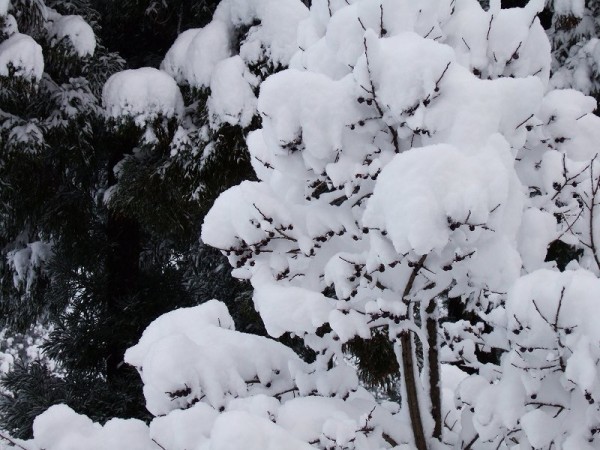 新潟県南魚沼市は真っ白な冬景色になりました